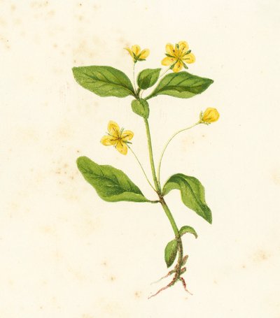 Wood Loosestrife, Lysimachia Nemorum by English School